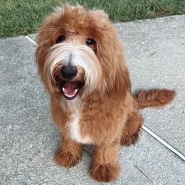 Juniper - Goldendoodle