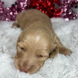 Cream boy - Cream male Dachshund puppy in Payette, Idaho from NT Mini Doxies