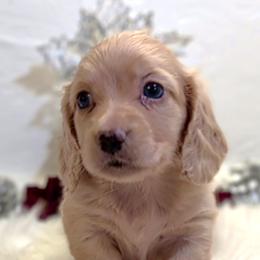 Boy 1 - Cream male Dachshund puppy in Mt. Sterling, Illinois from Doxie Do's