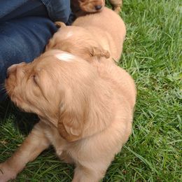 Girl 2 - Golden Golden Retriever puppy in Grand Meadow, Minnesota from Root River Retrievers