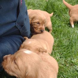 Girl 2 - Golden Golden Retriever puppy in Grand Meadow, Minnesota from Root River Retrievers