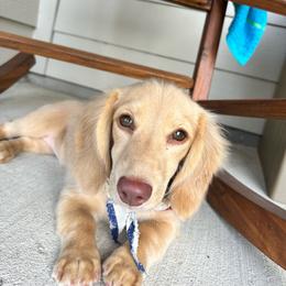 Bev. - Dachshund