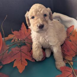 Zina - Cream female Poodle puppy in Edgefield, South Carolina from Bettna standard poodle