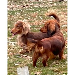 Rista - Dachshund