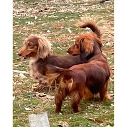 Rista - Dachshund