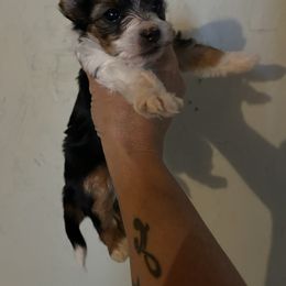 Adorable Tiny Parti Female - Parti female Yorkshire Terrier puppy in Benson, Arizona from Happy Tails Yorkies