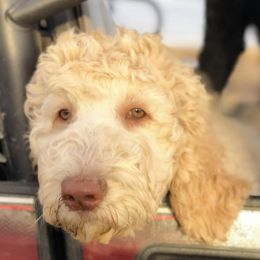Goldendoodles and Poodles from Body n Soul Poodles and Doodles