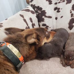 Australian Cattle Dogs and Australian Kelpies from Cedar Rock Heelers and Kelpies