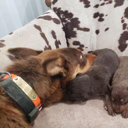 Australian Cattle Dogs and Australian Kelpies from Cedar Rock Heelers and Kelpies