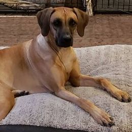 Rhodesian Ridgebacks from Avanti Ridgebacks
