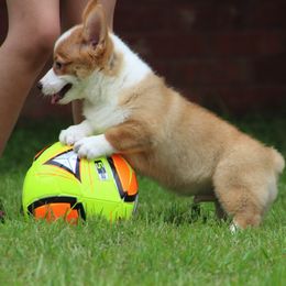 Cardigan Welsh Corgi and Pembroke Welsh Corgi Puppies from QueenE Corgi Farm