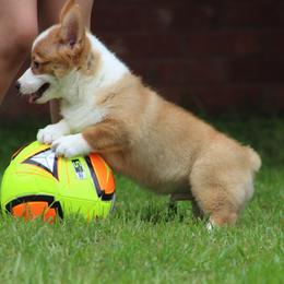 Cardigan Welsh Corgi and Pembroke Welsh Corgi Puppies from QueenE Corgi Farm