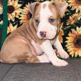 Tenny - Blue fawn male American Staffordshire Terrier puppy in Marietta, Georgia from Ambition Amstaffs
