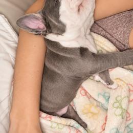 Bulldog Puppies from ABC Bulldogs