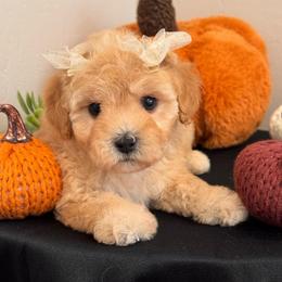 Girl 4 - Apricot female Maltipoo puppy in Bakersfield, California from Silvia's Maltipoos