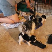 Mi-Ki Puppies from Wellspring Mi-kis