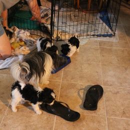 Mi-Ki Puppies from Wellspring Mi-kis