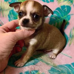 Chihuahua Puppies from Coolballow Chihuahuas