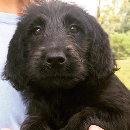 Goldendoodle, Labradoodle, and Poodle Puppies from Mississippi Retrievers