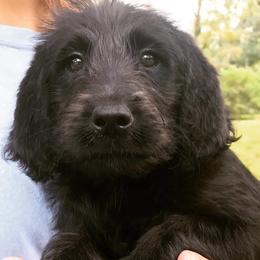 Goldendoodle, Labradoodle, and Poodle Puppies from Mississippi Retrievers