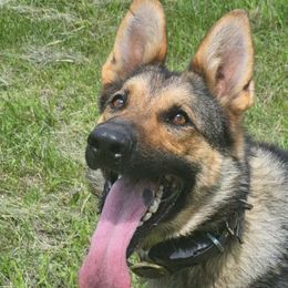 Fena - German Shepherd