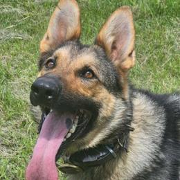 Fena - German Shepherd
