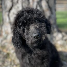 Girl 3 - Black and white Aussiedoodle puppy in Missouri from Double K Farms