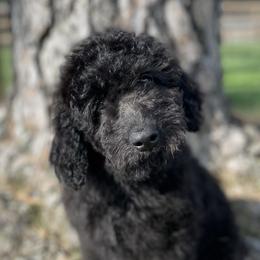 Girl 3 - Black and white Aussiedoodle puppy in Missouri from Double K Farms