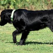 English Springer Spaniels and Flat-Coated Retrievers from Rustic Sporting Dogs