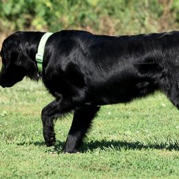 English Springer Spaniels and Flat-Coated Retrievers from Rustic Sporting Dogs