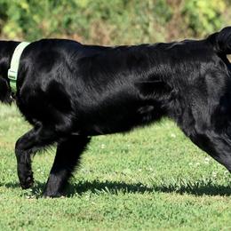 English Springer Spaniels and Flat-Coated Retrievers from Rustic Sporting Dogs