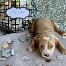 Thriller (Black) - Apricot male Goldendoodle puppy in St. George, Utah from Dashing Doodle Pups