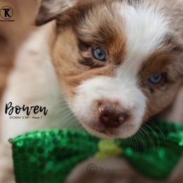 Australian Shepherd, Miniature American Shepherd, Miniature Australian Shepherd, and Toy Australian Shepherd Puppies from TK Standard, Mini, & Toy Aussies