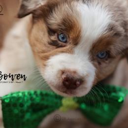 Australian Shepherd, Miniature American Shepherd, Miniature Australian Shepherd, and Toy Australian Shepherd Puppies from TK Standard, Mini, & Toy Aussies