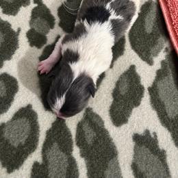 Vegas - Blue merle male Pomeranian puppy in Las Vegas, Nevada from Ice City Pomeranians