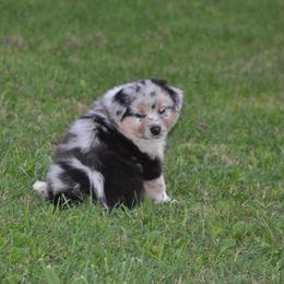 Australian Shepherd Puppies from Platinum Edition