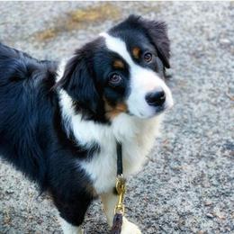 Catalina - Miniature American Shepherd