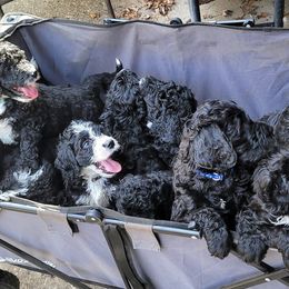 Bernedoodles from Millersport Doodles