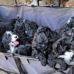 Bernedoodles from Millersport Doodles