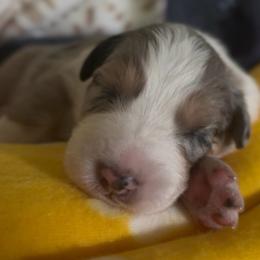Frankin - Blue merle male Australian Shepherd puppy in Morrow, Ohio from OakHaven Acres Aussies