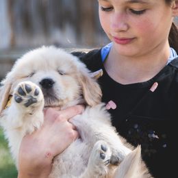 Goldendoodles and Golden Retrievers from Cascade Pups