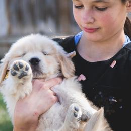 Goldendoodles and Golden Retrievers from Cascade Pups
