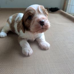 Bo - Blenheim male Cavalier King Charles Spaniel puppy in Grantsville, Maryland from One Big Cavy Family