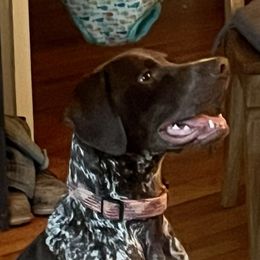 German Shorthaired Pointers from Copper Ridge Stables