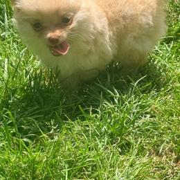 Cortland Pomchi VEGAS-free delivery between Seneca, MO and Vegas - Blue fawn male Chihuahua puppy in Seneca, Missouri from Stephanie’s Puppy Colony