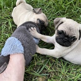 Pug Puppies from Pam’s Perfect Pugs