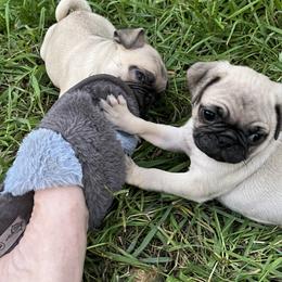 Pug Puppies from Pam’s Perfect Pugs