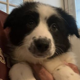 Australian Shepherds from C & R Aussies