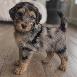 Bandit - Merle male Goldendoodle puppy in Englewood, Ohio from The Golden Aussie Co.
