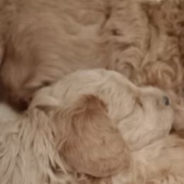 Goldendoodles from Maggie's Mini Goldendoodles